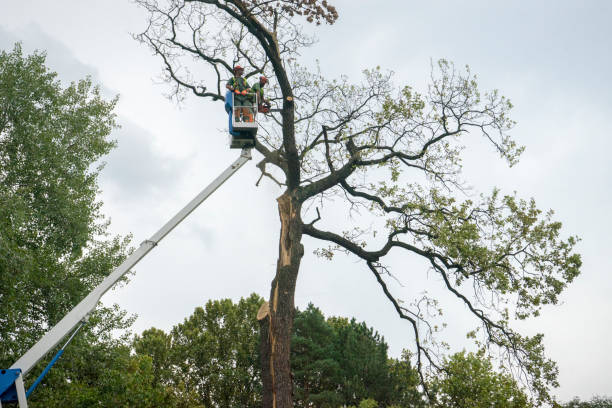 Rolling Hills Estates, CA  Tree Services Company