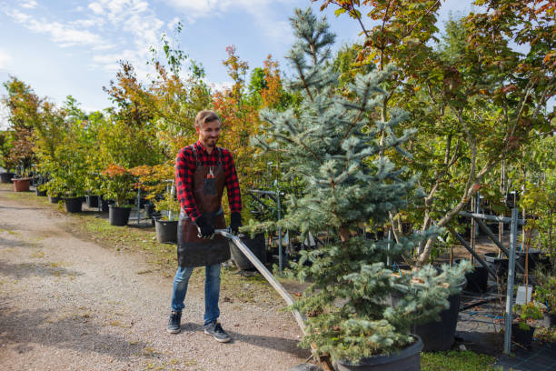 Why Choose Our Tree Removal Services in Rolling Hills Estates, CA?